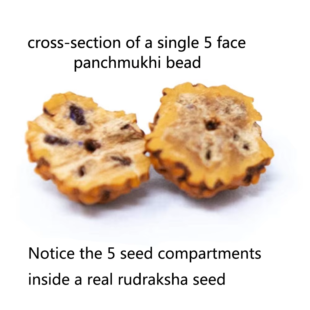 Rudraksha beads